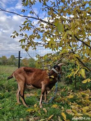 Vând capră alpin francez! 