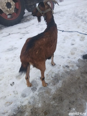 Vând capră alpin francez!  - imagine 4