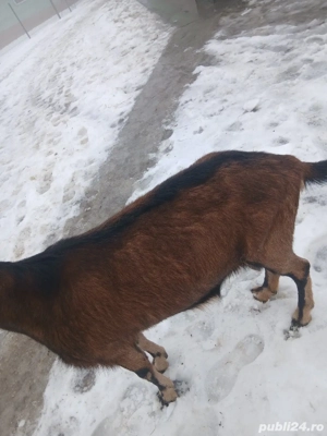 Vând capră alpin francez!  - imagine 3