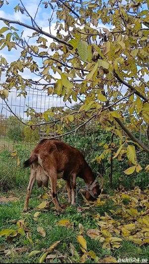 Vând capră alpin francez!  - imagine 2