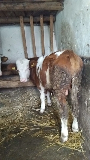 Vând vitel baltat și vitea belgiana  - imagine 3