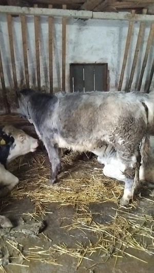 Vând vitel baltat și vitea belgiana  - imagine 5