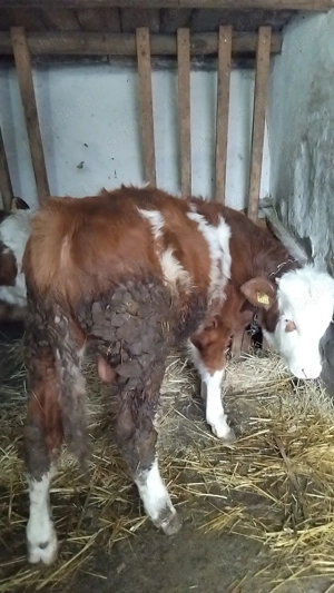 Vând vitel baltat și vitea belgiana  - imagine 2