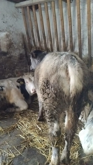 Vând vitel baltat și vitea belgiana  - imagine 4