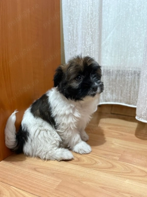 Căței Bichon mini-toy - imagine 3