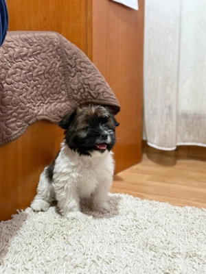 Căței Bichon mini-toy