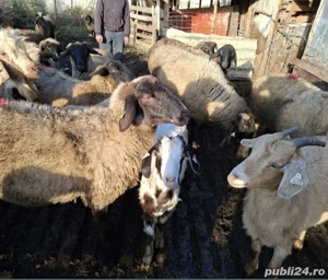 Vand 35 capre tinere gestante