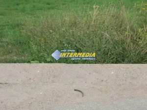 Teren Intravilan 600 mp in zona Alba Micesti, parcele diverse