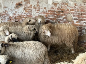 Vând oi tinere cu miei si noatine