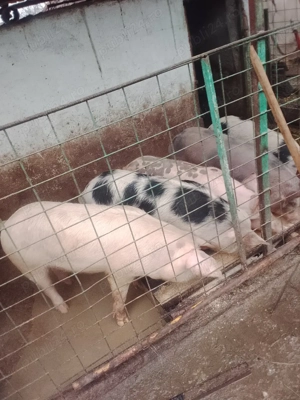 vând șuldani - imagine 4