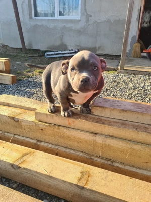 American bully pocket