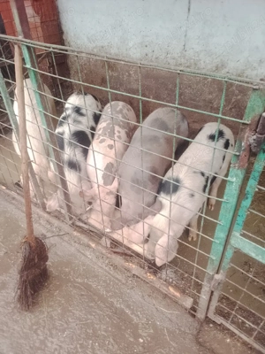 vând șuldani - imagine 3