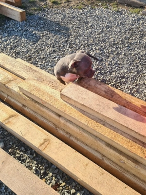 American bully pocket - imagine 2