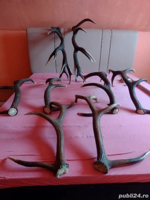 vand 4 Perechii COARNE