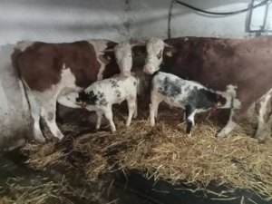 Vând 2 juninci baltate  - imagine 2