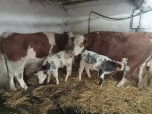 Vând 2 juninci baltate 