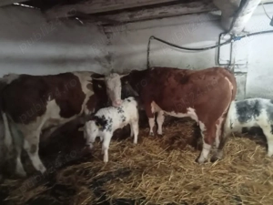 Vând 2 juninci baltate  - imagine 3