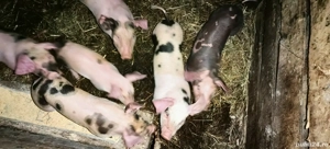 Vand scroafă cu purcei  - imagine 3