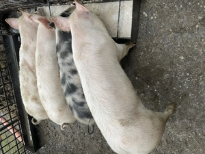 Purcele 50-60 kg.  - imagine 3