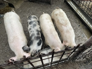 Purcele 50-60 kg.  - imagine 4