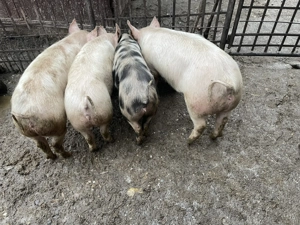 Purcele 50-60 kg.  - imagine 2