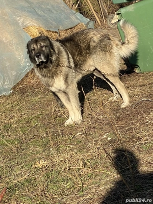 Vând câine ciobănesc caucazian  - imagine 3
