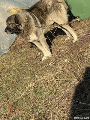 Vând câine ciobănesc caucazian  - imagine 2