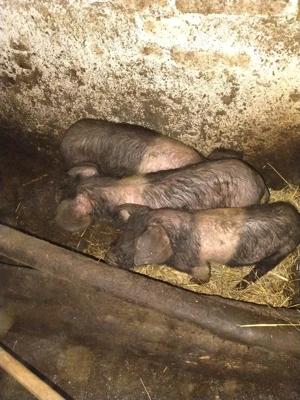 purceii bazna  - imagine 2