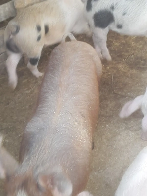 porc.        - imagine 5