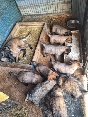 Disponibili ciobanesti Malinois  cu pedigree - imagine 5