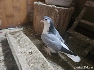 Porumbei Lahore - imagine 2