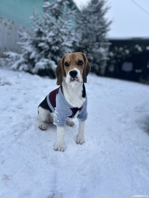 Donez Beagle    - imagine 3