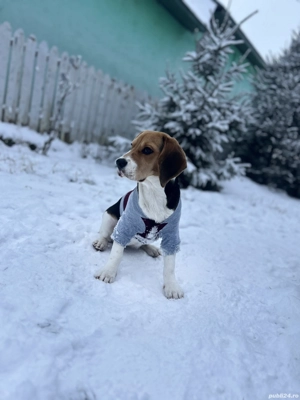 Donez Beagle    - imagine 2