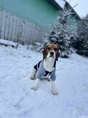 Donez Beagle    - imagine 4