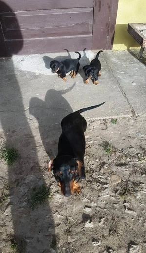 Vând mascul teckel 5 săptămâni