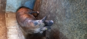 Porc de vanzare - imagine 3