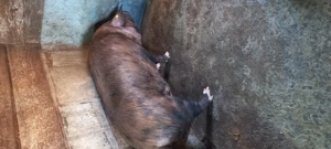 Porc de vanzare - imagine 4