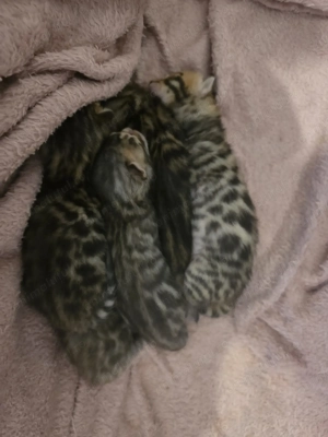 Pui de pisică rasa Bengal- leoparzi in miniatură din părinți cu pedigree - imagine 2