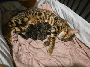 Pui de pisică rasa Bengal- leoparzi in miniatură din părinți cu pedigree