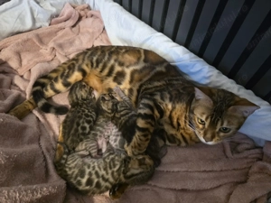 Pui de pisică rasa Bengal- leoparzi in miniatură din părinți cu pedigree - imagine 4