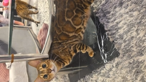 Pui de pisică rasa Bengal- leoparzi in miniatură din părinți cu pedigree - imagine 3