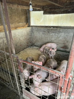 Soldani de vanzare. Urgent!! - imagine 5