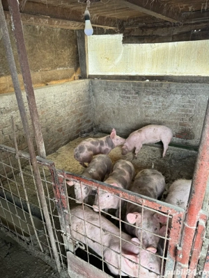 Soldani de vanzare. Urgent!! - imagine 3