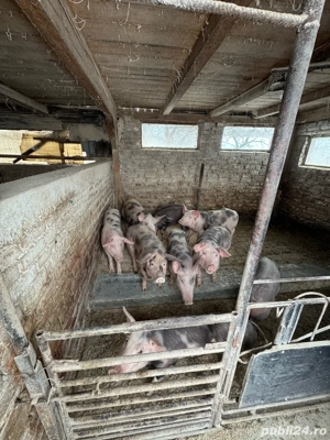 Soldani de vanzare. Urgent!! - imagine 2