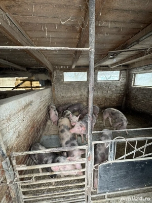 Soldani de vanzare. Urgent!! - imagine 4