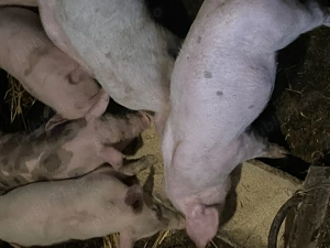 Purcei pietrean  - imagine 4