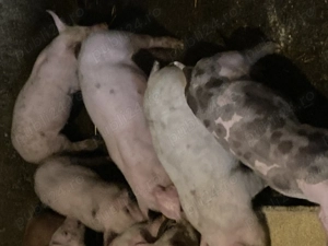 Purcei pietrean  - imagine 2