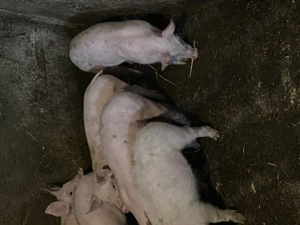 Purcei pietrean  - imagine 3