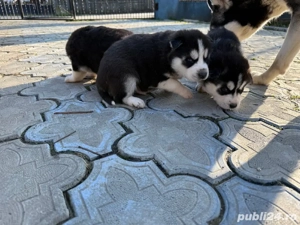 Catei husky siberian