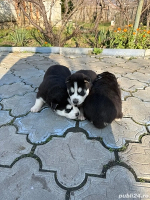 Catei husky siberian - imagine 3